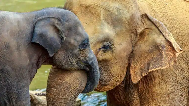 Uriner animaux moyenne