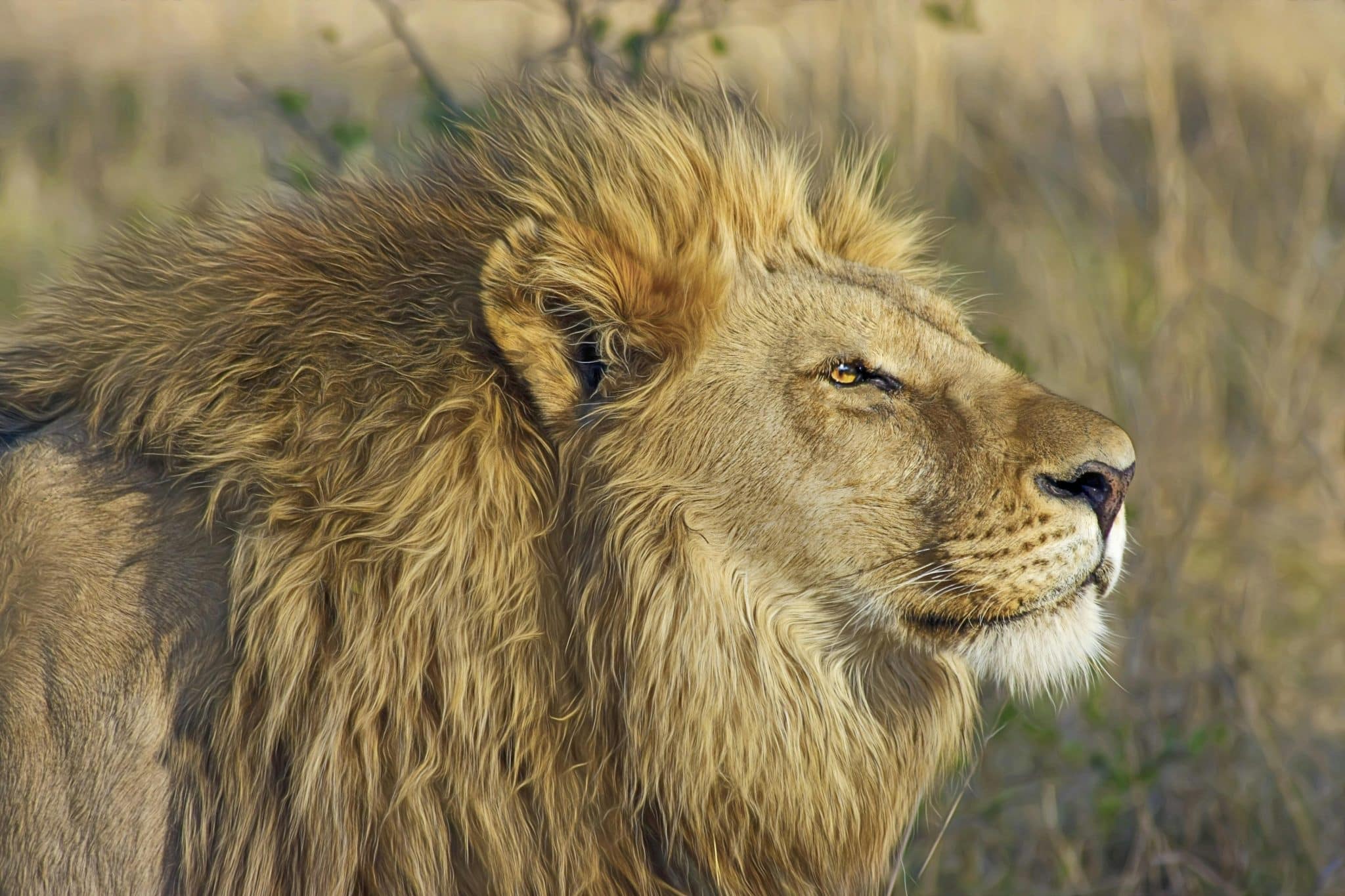 Adolescente tuée par un lion