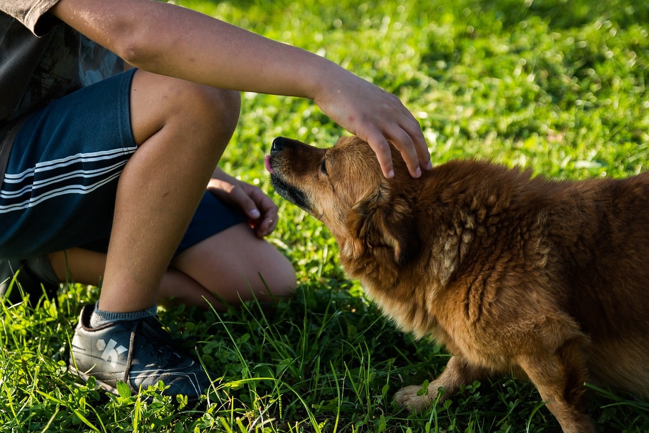 Interdiction de promener son chien sans laisse en forêt dès le 15 avril