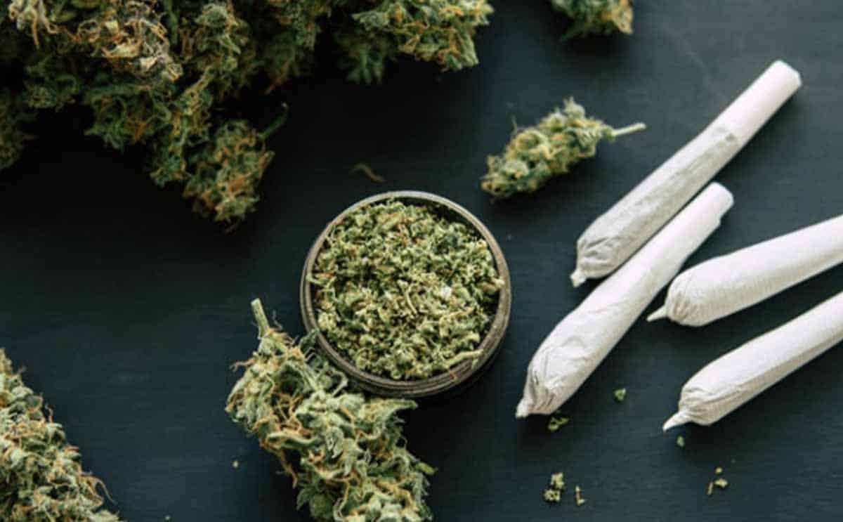 actu cannabis info@