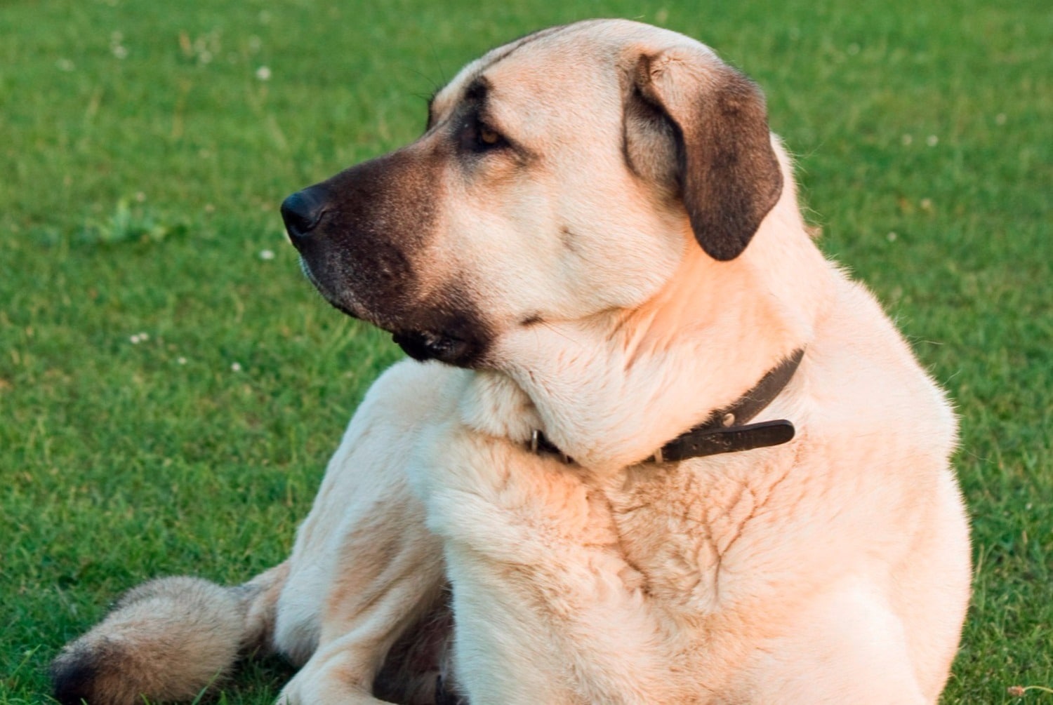 chien sauve enfant
